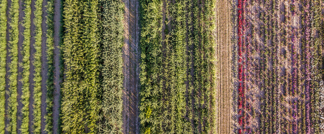 Monitoring Crops with Multispectral Imaging